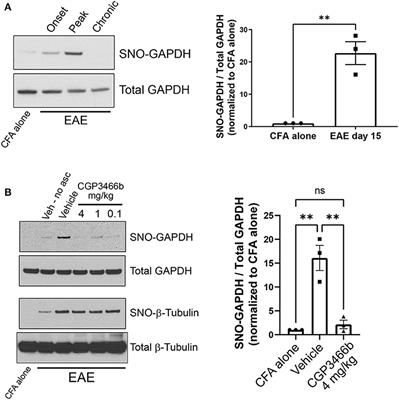 Therapeutic potential of blocking GAPDH nitrosylation with CGP3466b in experimental autoimmune encephalomyelitis